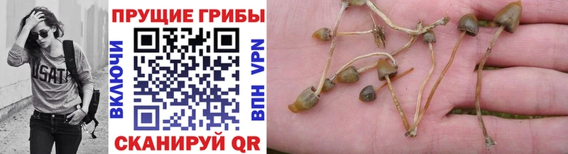 Галлюциногенные грибы Cubensis blacksprut как войти Гаврилов-Ям
